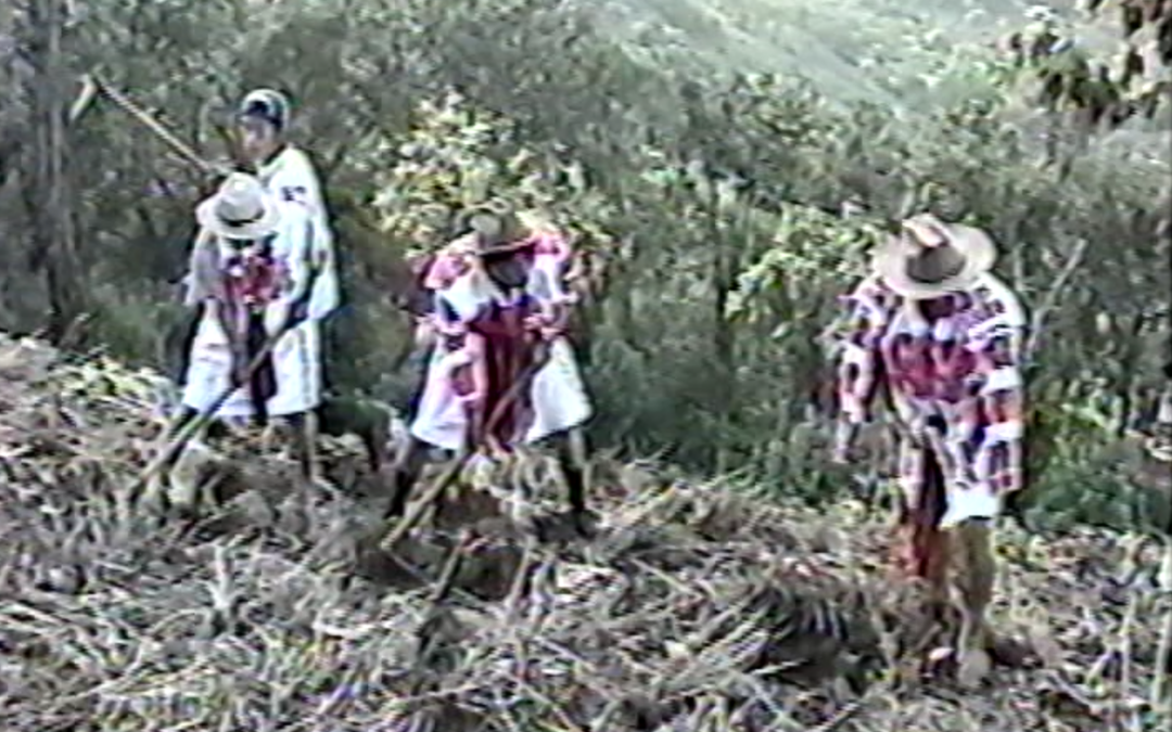 Cultivo de Yuca, hortalizas, cosecha de maiz etc. En San Juan Cancuc – 2000.45.DV