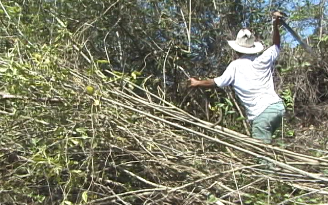 FIDE: San Jose del Carmen – 2000.60.DV