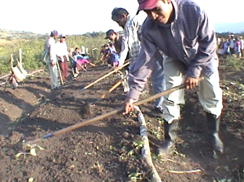 El Huerto de Zapata (Generico y Español) – 2002.44.DV