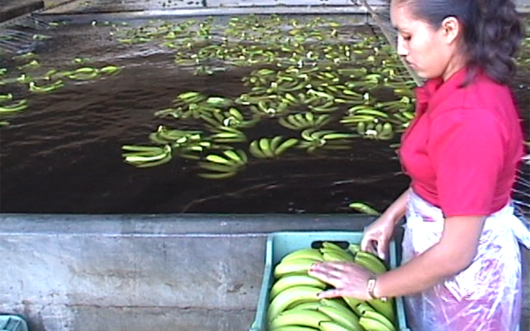 OMC Puercos Plátanos en Tabasco – 2003.100.DV