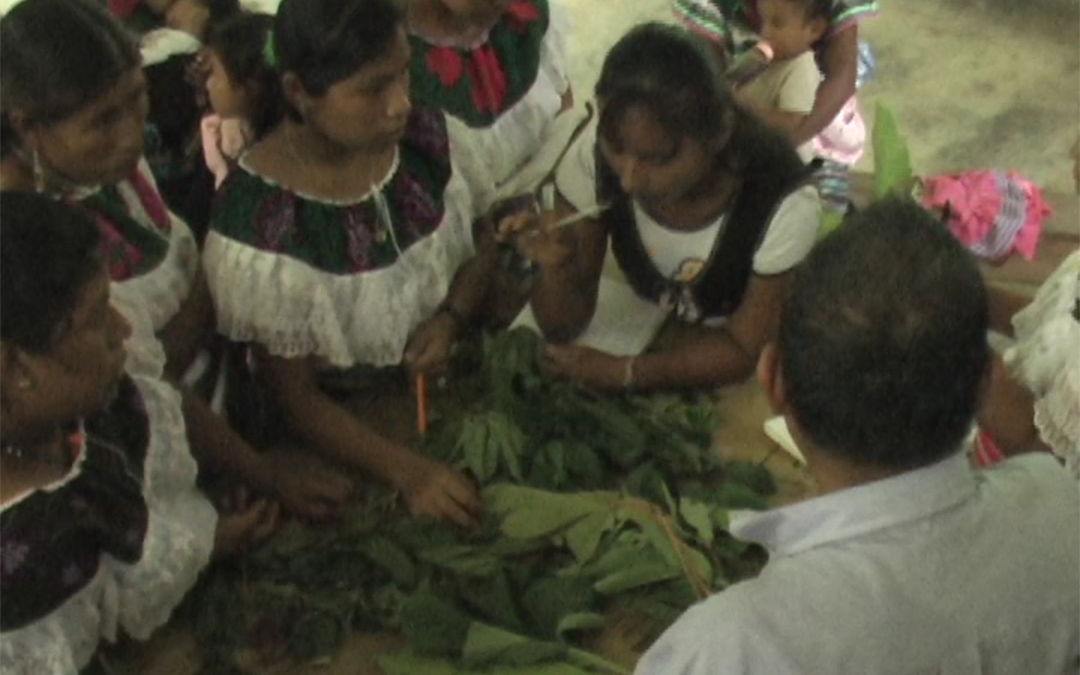 Taller de Plantas medicinales , hueseros y parteras en Olga Isabel – 2004.29.DV
