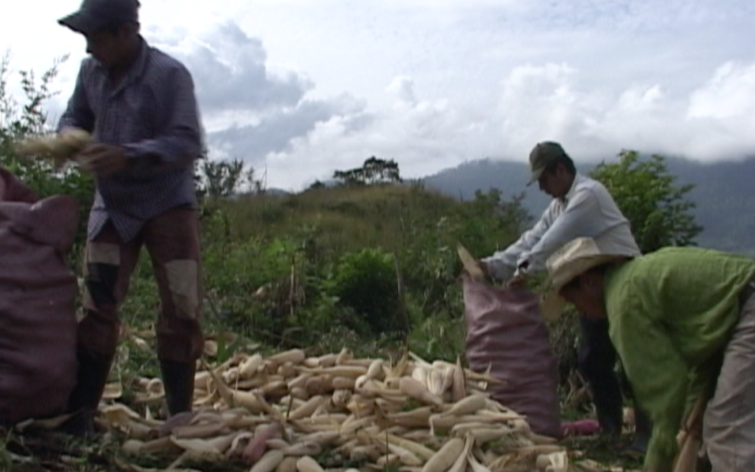 CCRAZ: La Garrucha, Entrevista Pedro Cosecha Maiz (4) – 2005.93.DV